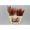 Dried Palmspear Rose Gold