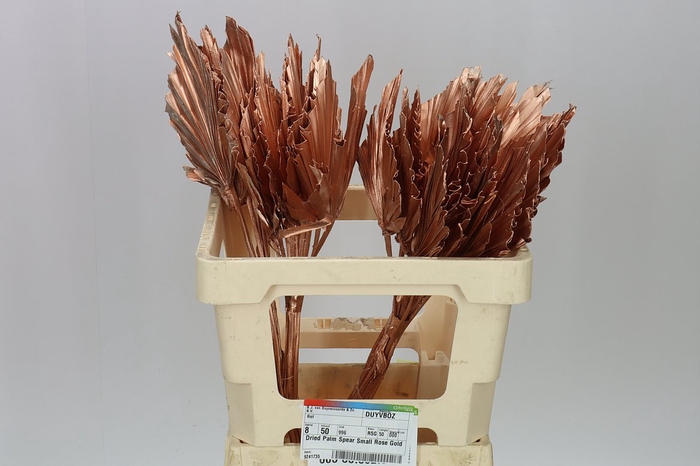 Dried Palmspear Rose Gold
