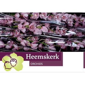 CYMB T PINK BRILJANT