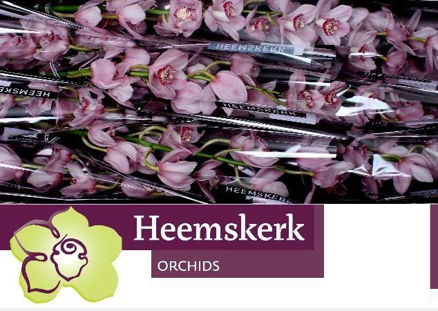 <h4>CYMB T PINK BRILJANT</h4>