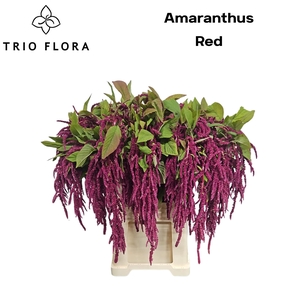 AMARANTHUS RED 998