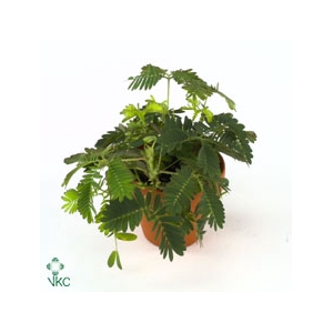 Acacia Mimosa Daelbata On Stick