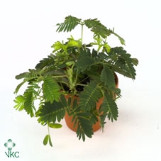 <h4>Acacia Mimosa Daelbata On Stick</h4>