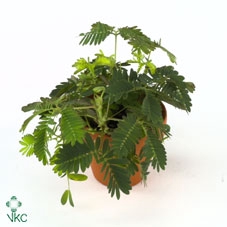 Mimosa pudica