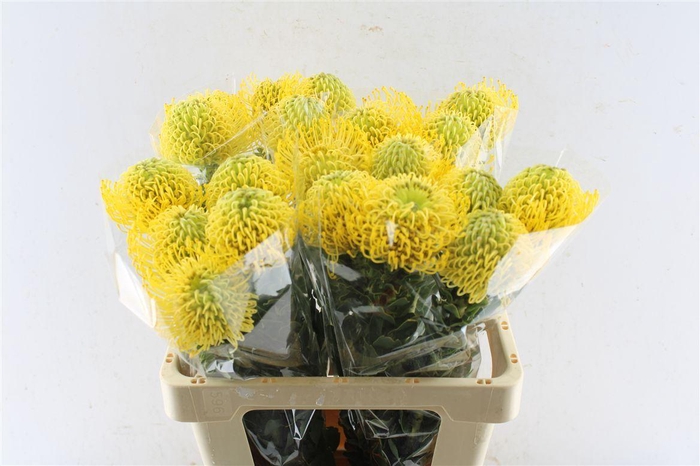 <h4>Leuco Co High Gold</h4>