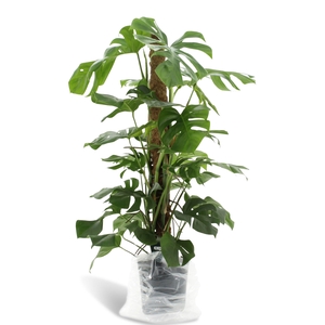 Dikte 2 Monstera Pertusum 120mos