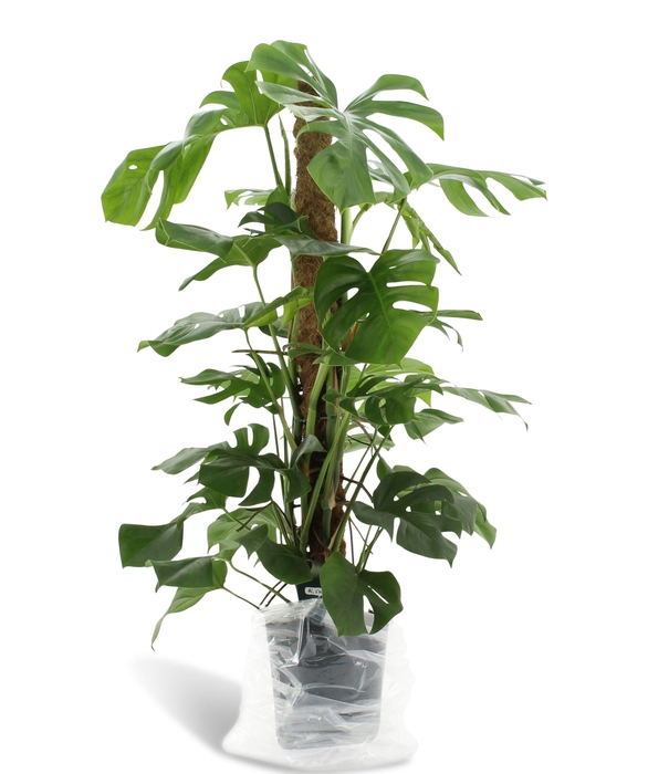 <h4>Dikte 2 Monstera Pertusum 120mos</h4>