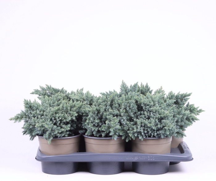 <h4>Juniperus squamata 'Blue Star'</h4>