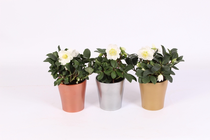 <h4>HELL NI CHR CAROL</h4>