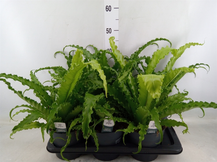 <h4>Asplenium antiquum 'Osaka'</h4>