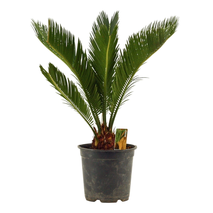 <h4>Cycas Revoluta 17 cm Scenza, 8+ veren</h4>