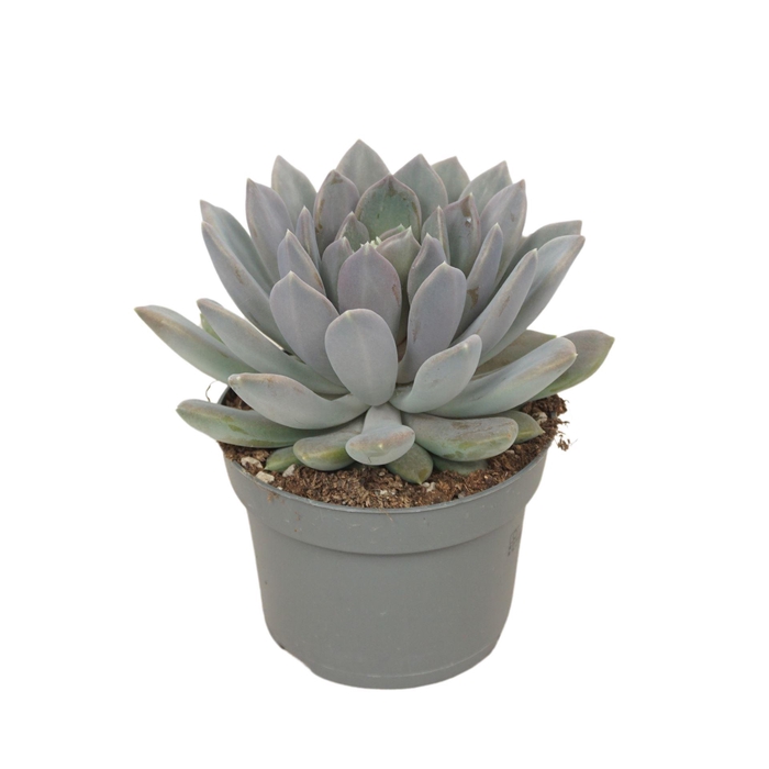 <h4>Pachyphytum  'Draco'</h4>