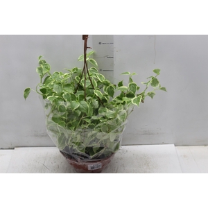 PEPEROMIA SCANDENS C21