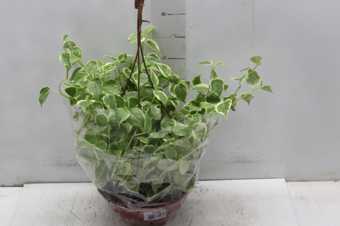 <h4>PEPEROMIA SCANDENS C21</h4>