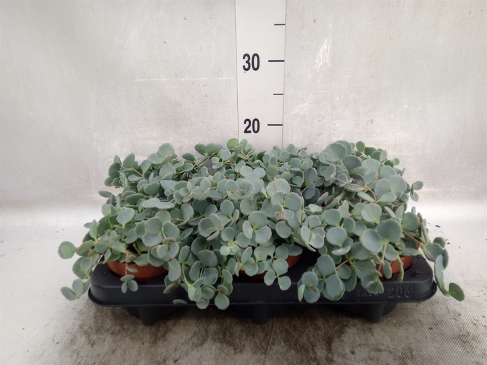 <h4>Sedum sieboldii</h4>