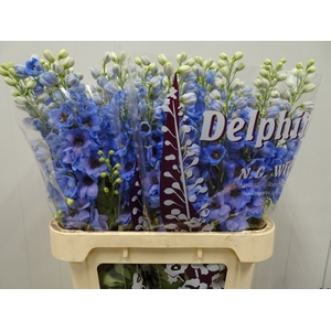 DELPH DU DEW AZUL