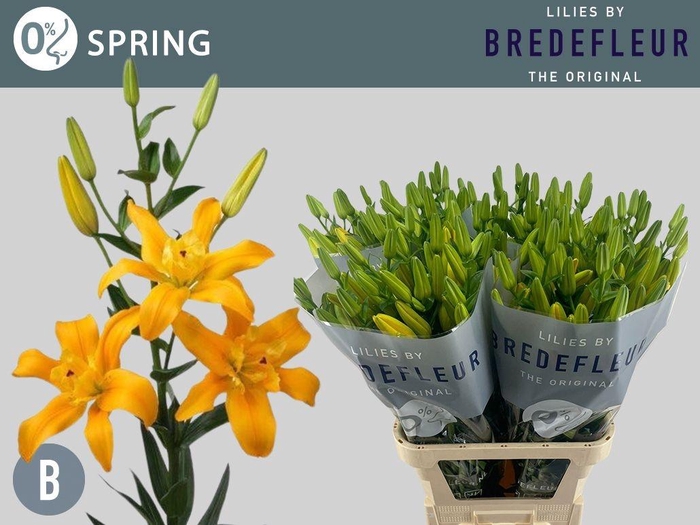 <h4>Li La Bf Spring</h4>