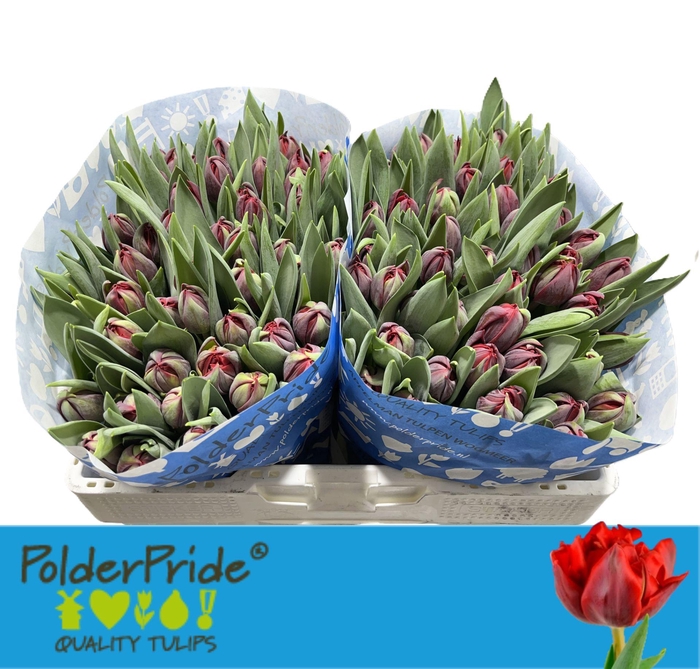 <h4>TU DU RED PRINCESS</h4>