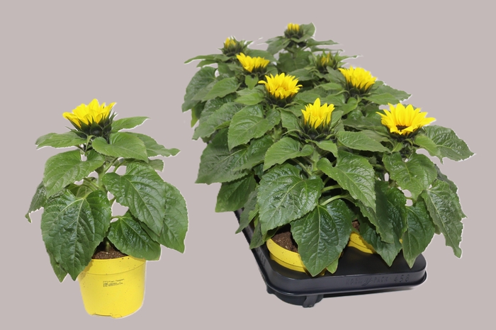 <h4>HELI SUNSATION</h4>