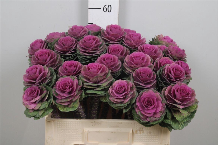 <h4>Brass Red Crane</h4>