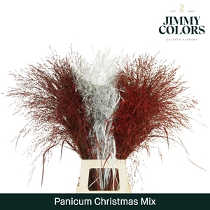 Panicum L90 Christmas mix