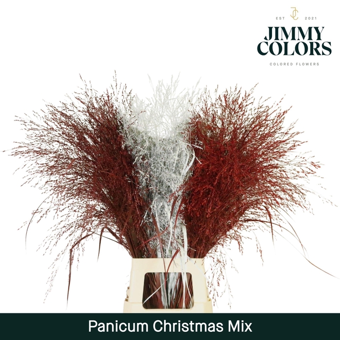 <h4>Panicum L90 Christmas mix</h4>