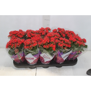 KALANCHOE DOBRADO P11 VERMELHO