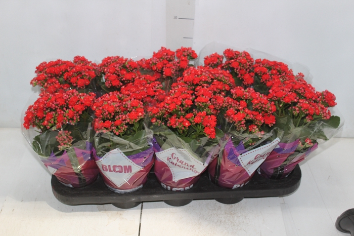 <h4>KALANCHOE DOBRADO P11 VERMELHO</h4>