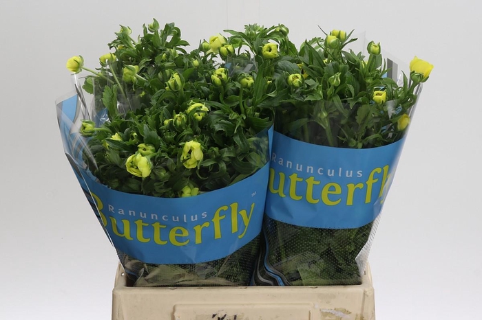 <h4>Ranunculus Butterfly Helios</h4>