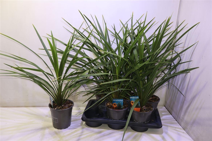 <h4>Cord In Peko</h4>