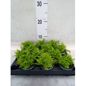 Nephrolepis exal.   ...