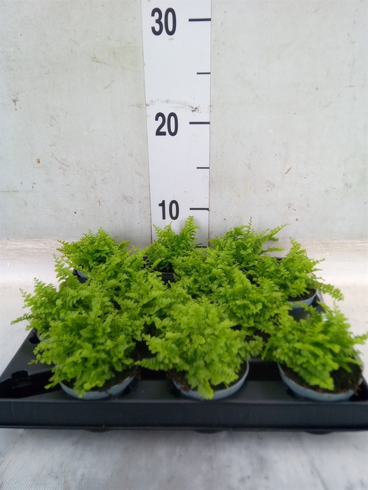 <h4>Nephrolepis exal.   ...</h4>