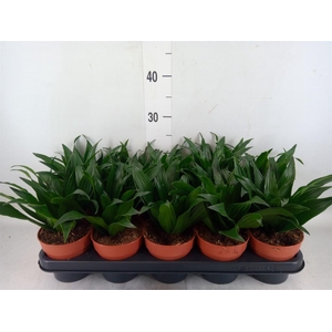 Dracaena frag. 'Compacta'