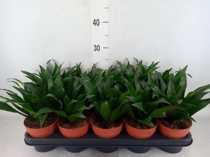 <h4>Dracaena frag. 'Compacta'</h4>