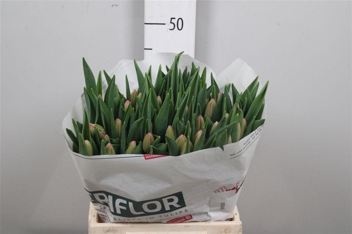 <h4>Tu En Sissi</h4>