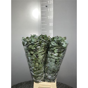 Euca Cinerea 400 Gr France