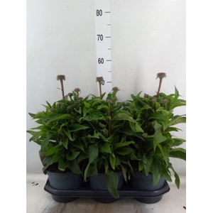 Echinacea  'SunSeekers Red'