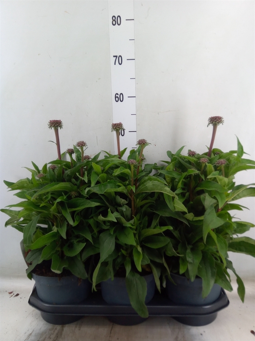 <h4>Echinacea  'SunSeekers Red'</h4>