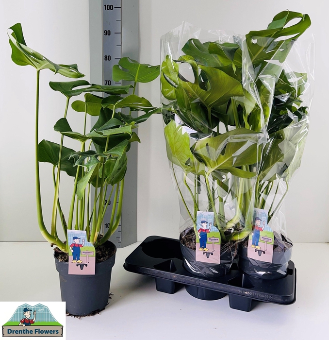 <h4>MONSTERA DELICIOSA</h4>