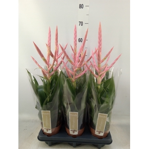 Tillandsia  'Dolce'