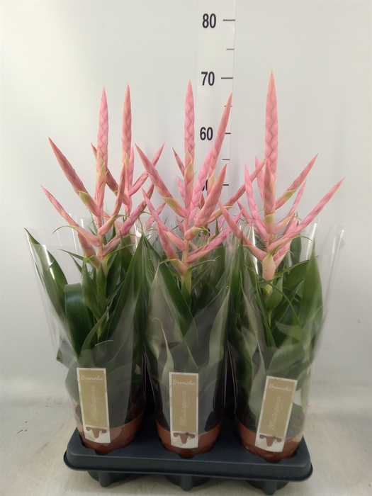 <h4>Tillandsia  'Dolce'</h4>
