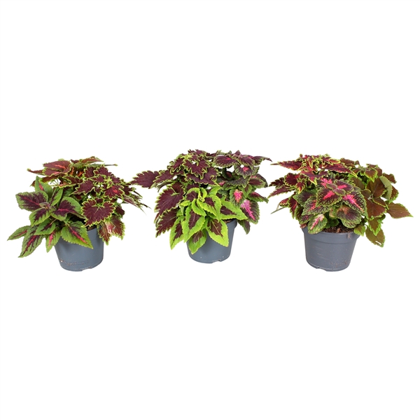 <h4>Coleus Multicolor</h4>