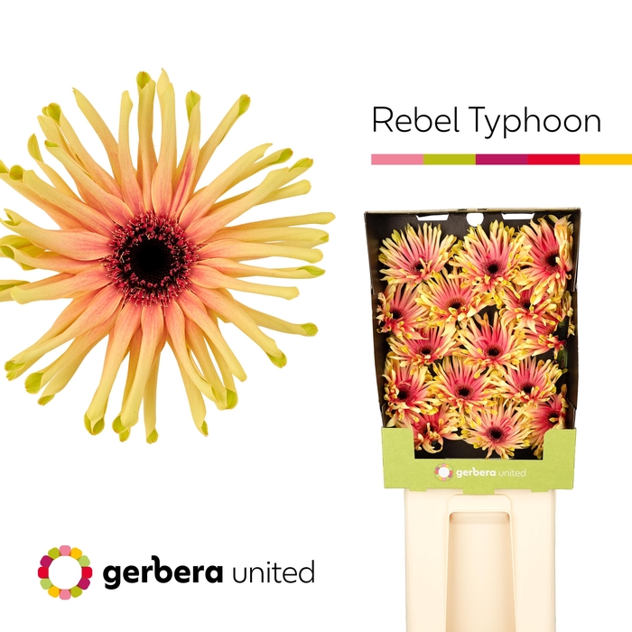 <h4>Gerbera Pasta Rebel Typhoon Diamond</h4>