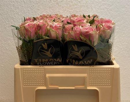 <h4>R Gr Athena Royale</h4>