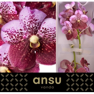 Vanda Divana Pink and Mahogany