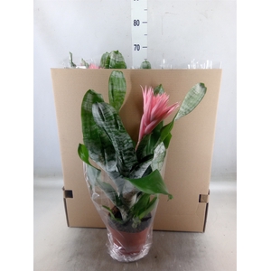 Aechmea fasciata 'Primera'