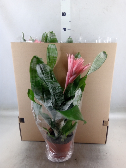 <h4>Aechmea fasciata 'Primera'</h4>