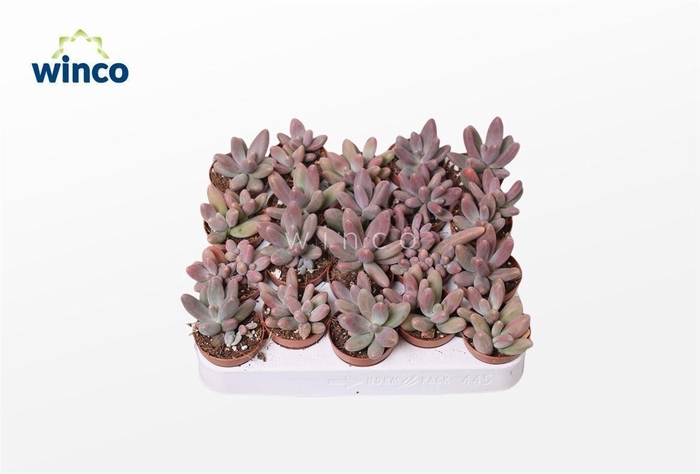 <h4>Pachyphytum Ganzhou</h4>