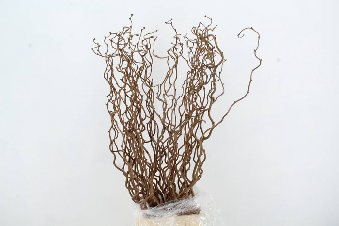 <h4>CORYLUS AV CONTORTA 1 JARIG</h4>