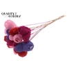 Luffa Heart on stem Mixed Colours